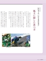 エフのさかな15号 2010年 春 【コノシロ】