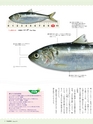 エフのさかな15号 2010年 春 【コノシロ】