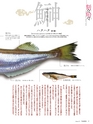 Fのさかな19号 鰰(はたはた) 2011年 春