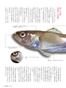Fのさかな19号 鰰(はたはた) 2011年 春