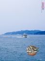 Fのさかな19号 鰰(はたはた) 2011年 春