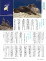 Fのさかな20号 虎魚（おこぜ）　2011年　夏