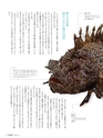 Fのさかな20号 虎魚（おこぜ）　2011年　夏