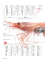 Fのさかな21号 甘蝦（あまえび） 2011 秋